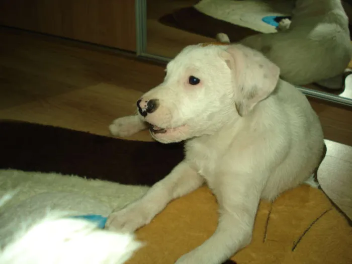 Cachorro ra a SRD idade 2 a 6 meses nome Thor
