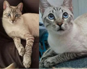 Gato raça Siamês idade 7 a 11 meses nome DANTE