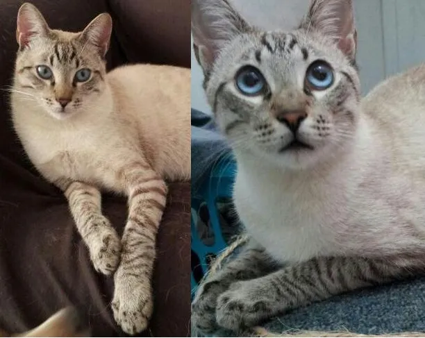 Gato ra a Siamês idade 7 a 11 meses nome DANTE
