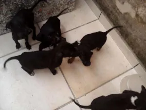 Cachorro raça VIRA LATA idade Abaixo de 2 meses nome NÃO COLOCAMOS NOMES