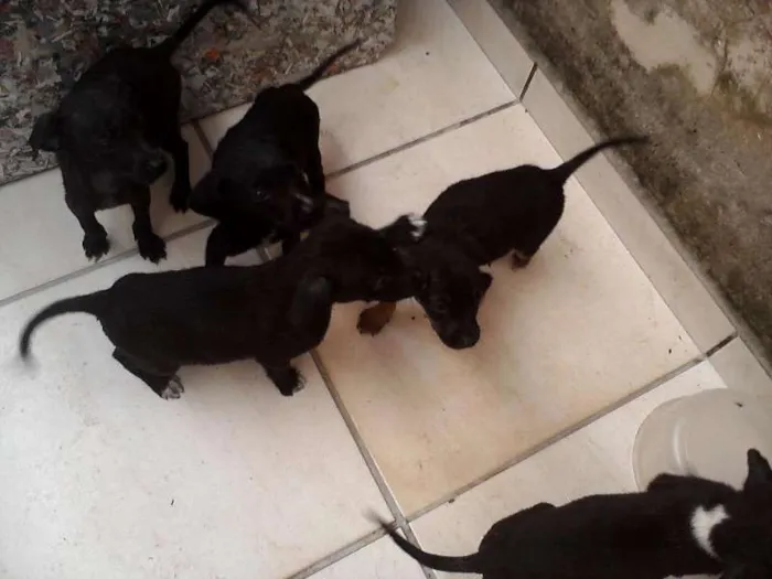 Cachorro ra a VIRA LATA idade Abaixo de 2 meses nome NÃO COLOCAMOS NOMES