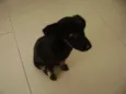 Toby