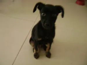 Cachorro raça SRD idade 2 a 6 meses nome Toby