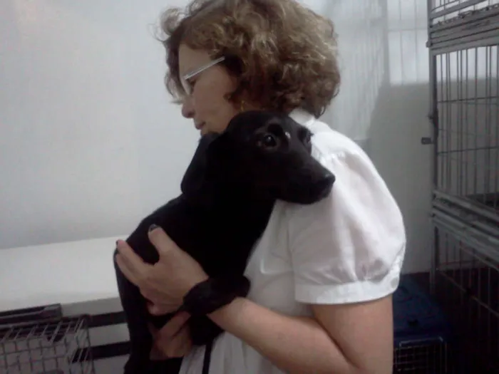 Cachorro ra a SRD idade 1 ano nome UM anjo de maezinha