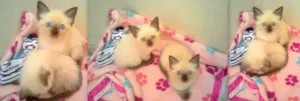 Gato raça siames idade Abaixo de 2 meses nome kiara