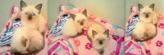 Gato ra a siames idade Abaixo de 2 meses nome kiara