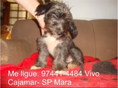 Cachorro ra a Lhasa Apso Mestiço idade 2 a 6 meses nome Lhasa Apso Mestiço 
