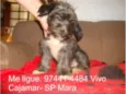 Lhasa Apso Mestiço