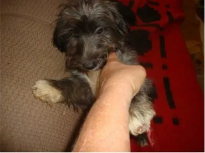 Cachorro ra a Lhasa Apso Mestiço idade 2 a 6 meses nome Lhasa Apso Mestiço 