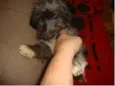 Lhasa Apso Mestiço