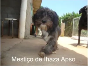 Cachorro raça Lhasa Apso Mestiço idade 2 a 6 meses nome Lhasa Apso Mestiço 