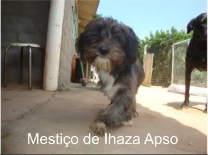 Cachorro ra a Lhasa Apso Mestiço idade 2 a 6 meses nome Lhasa Apso Mestiço 