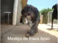 Lhasa Apso Mestiço