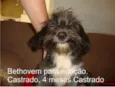 Lhasa Apso Mestiço
