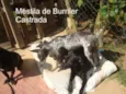 MILA mestiça BURRILER