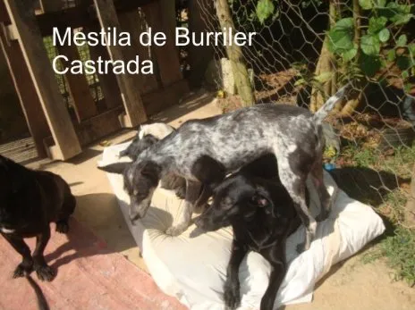 Cachorro ra a mestiça BURRILER idade 1 ano nome MILA mestiça BURRILER