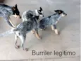MILA mestiça BURRILER