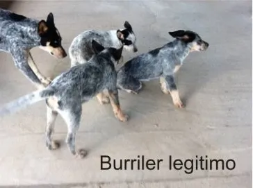 Cachorro ra a mestiça BURRILER idade 1 ano nome MILA mestiça BURRILER