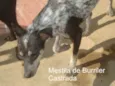 MILA mestiça BURRILER