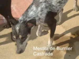 Cachorro raça mestiça BURRILER idade 1 ano nome MILA mestiça BURRILER