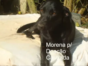 Cachorro raça SRD idade 1 ano nome MORENA