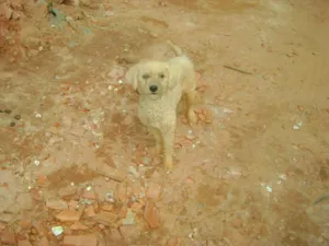 Cachorro raça Poodle idade 1 ano nome Sem nome