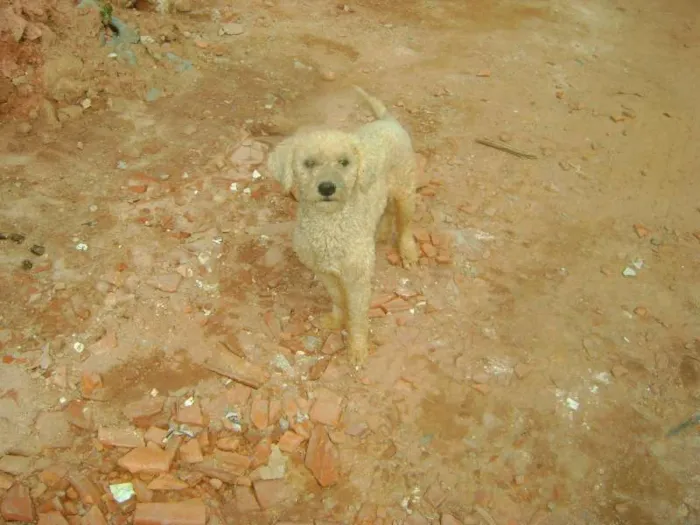 Cachorro ra a Poodle idade 1 ano nome Sem nome