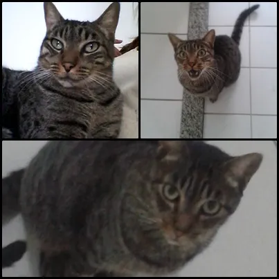 Gato ra a  idade  nome Frajolinha/Menina
