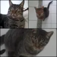 Frajolinha/Menina