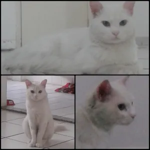 Gato raça  idade  nome Frajolinha/Menina