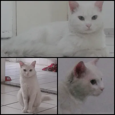 Gato ra a  idade  nome Frajolinha/Menina