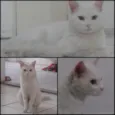 Frajolinha/Menina