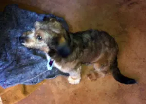 Cachorro raça SRD idade  nome Luck