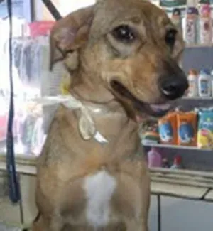 Cachorro raça srd idade 1 ano nome dalila