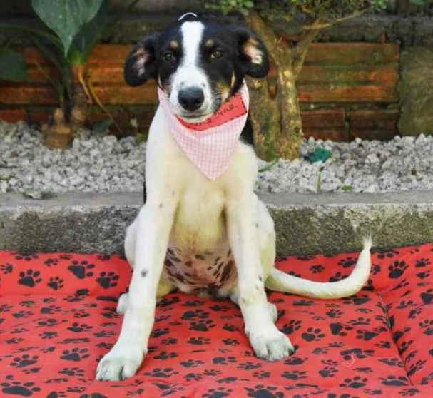 Cachorro ra a SRD idade 2 a 6 meses nome TATY