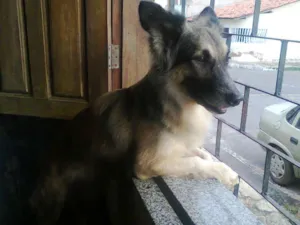 Cachorro raça Pastor Alemão idade 2 anos nome zeus