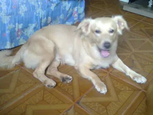 Cachorro raça mistura idade 2 anos nome Petuche