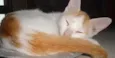 vários