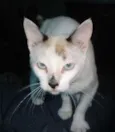 vários