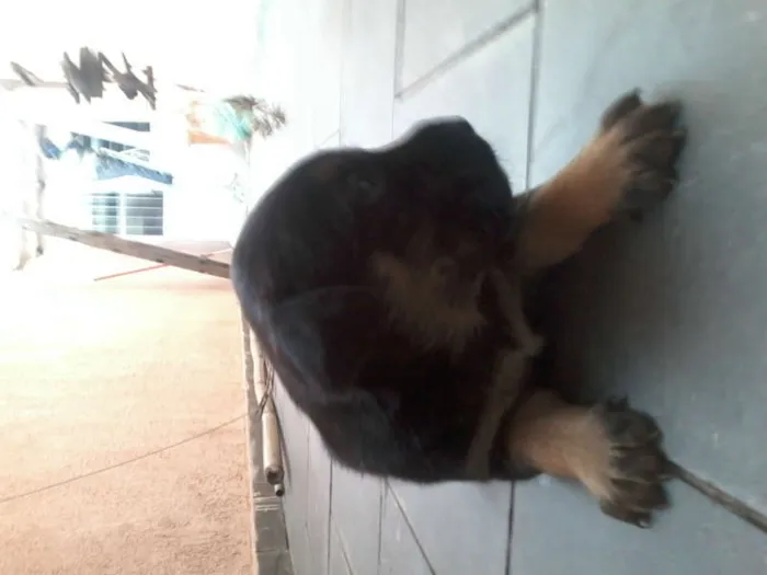 Cachorro ra a Pastor Alemão com RND idade 2 a 6 meses nome sem nome