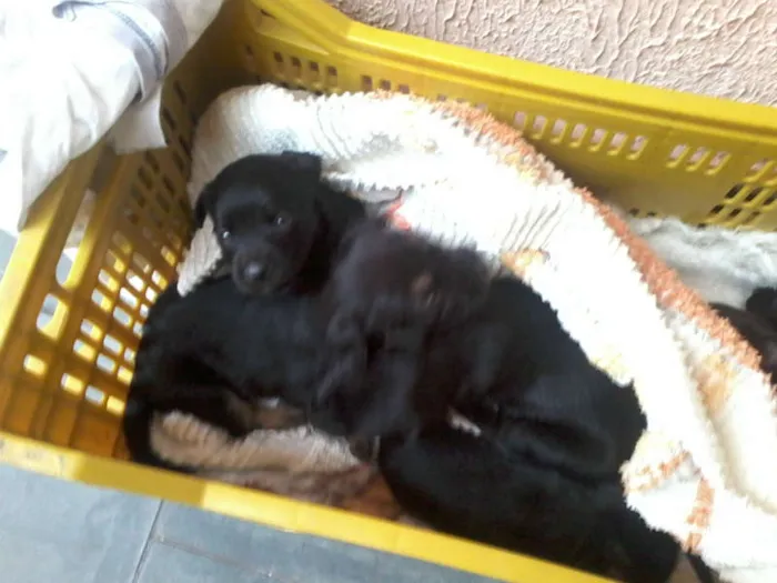 Cachorro ra a Pastor Alemão com RND idade 2 a 6 meses nome sem nome
