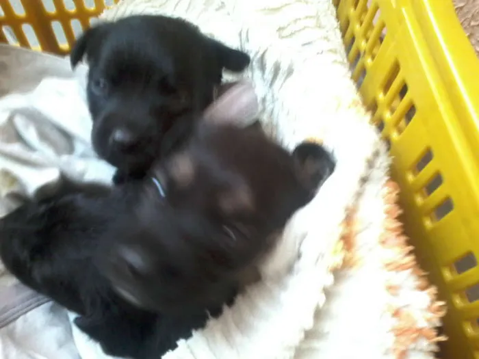 Cachorro ra a Pastor Alemão com RND idade 2 a 6 meses nome sem nome