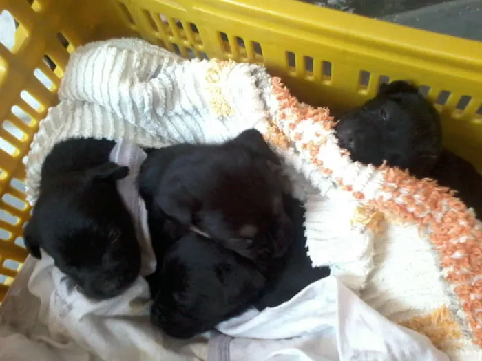 Cachorro ra a Pastor Alemão com RND idade 2 a 6 meses nome sem nome