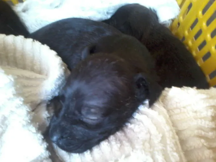 Cachorro ra a Pastor Alemão com RND idade 2 a 6 meses nome sem nome