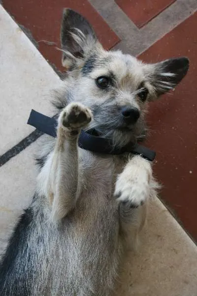 Cachorro ra a SRD idade 2 a 6 meses nome Hachiko