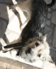 Hachiko