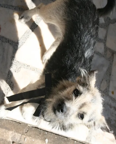 Cachorro ra a SRD idade 2 a 6 meses nome Hachiko
