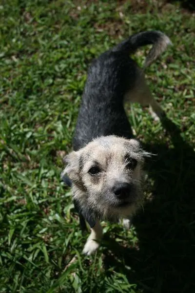 Cachorro ra a SRD idade 2 a 6 meses nome Hachiko