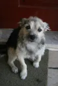 Hachiko