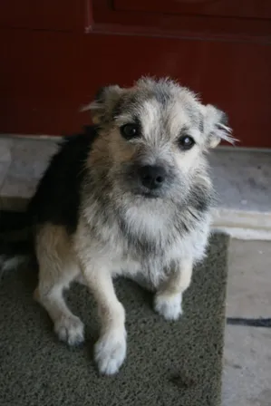Cachorro ra a SRD idade 2 a 6 meses nome Hachiko